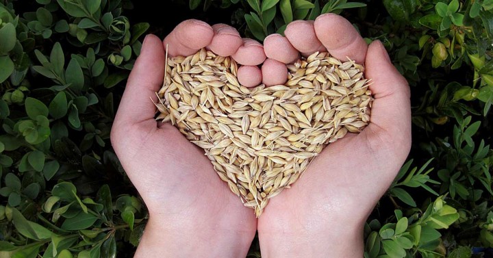 Heart Shaped Seeds In Hand