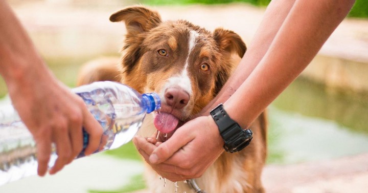Dog Receiving Water 1200x628