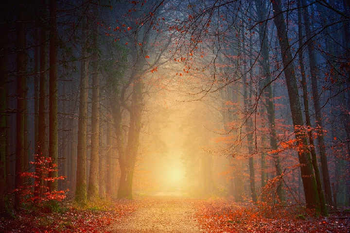 Sun Shining Thru Forest2